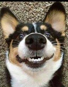 smileydog (2).jpg