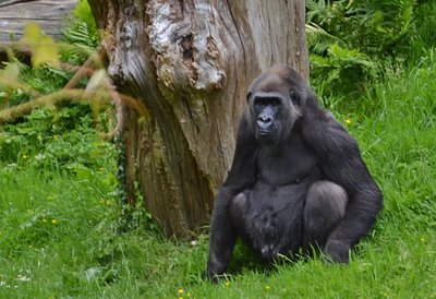 Chilling at Jersey Zoo