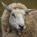 sheep_thumbnail.jpg