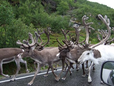 Watch out for the Reindeer