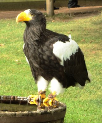 This guy is very handsome on the ground and totally awesome when he's flying 6ft above your head