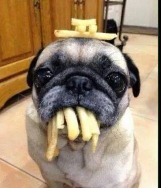 chipped pug.jpg